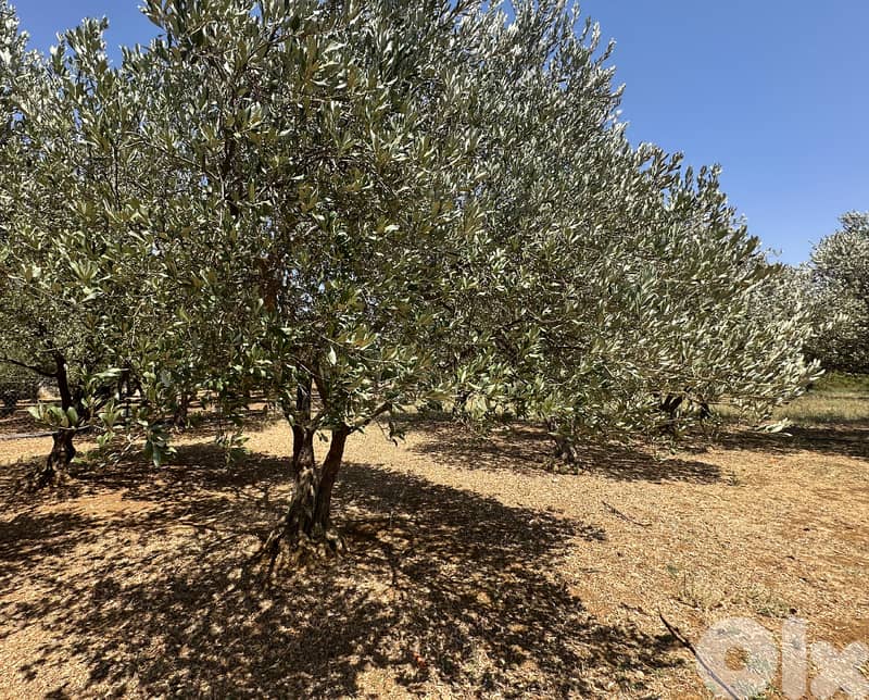 $32/m² – Land for Sale in Qob Elias! REF#SL124214 3