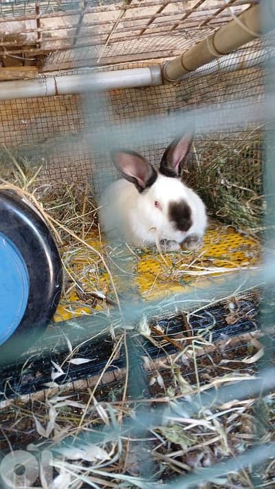Giant French papillon Rabbits