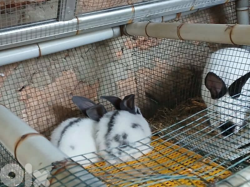 Giant French papillon Rabbits 3