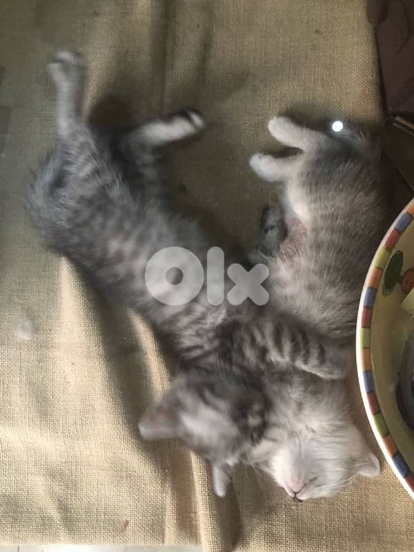 Persian fold kitten 2