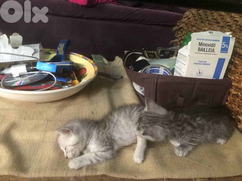 Persian fold kitten 6