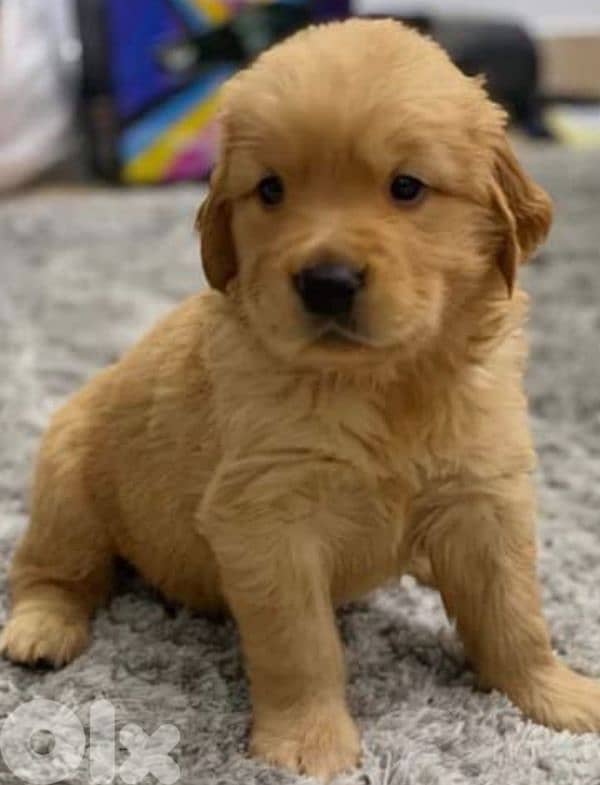 golden retriever 0