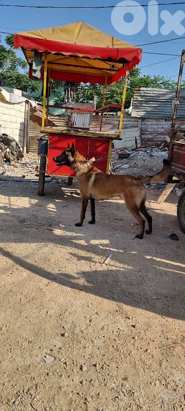 مالينوا ذكر عمرو سنه وشهر 0