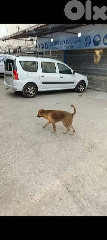 2 female dogs. 3 years. 4 years 0