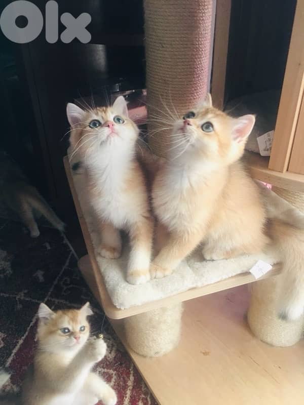 British Golden Chinchilla kitten imported 0