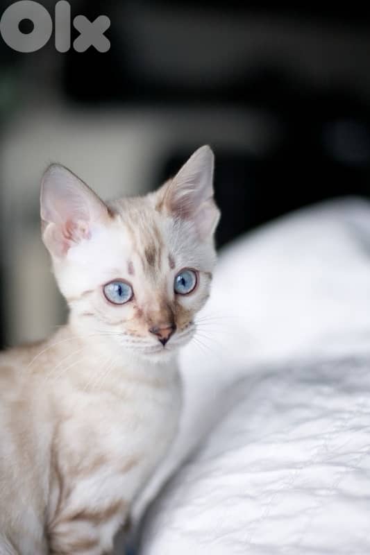 bengal kitten white snow 0