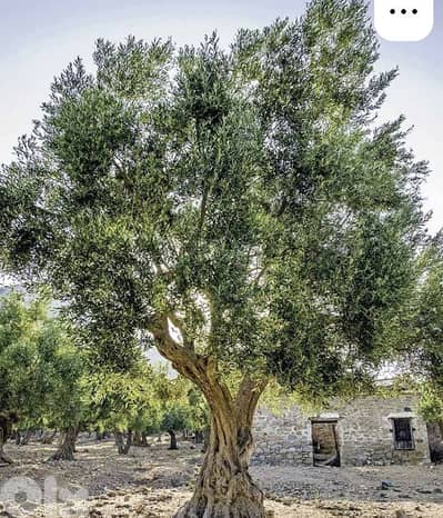 شجر زيتون معمر لتزيين الحدائق  للبيع  03699265