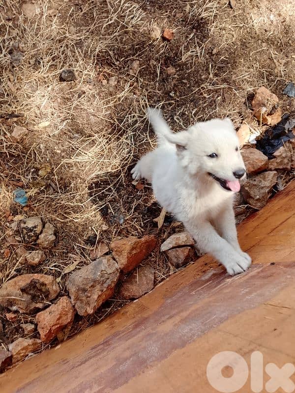 berje swiss puppy 3