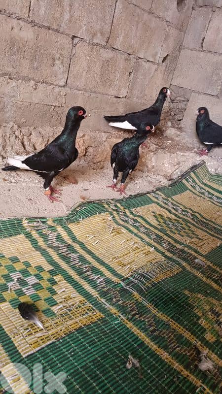صور الشبريحا 0