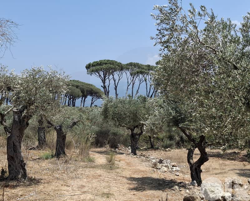 For Sale | Agricultural Land in Bechmezzine, Koura REF#MN124663 2