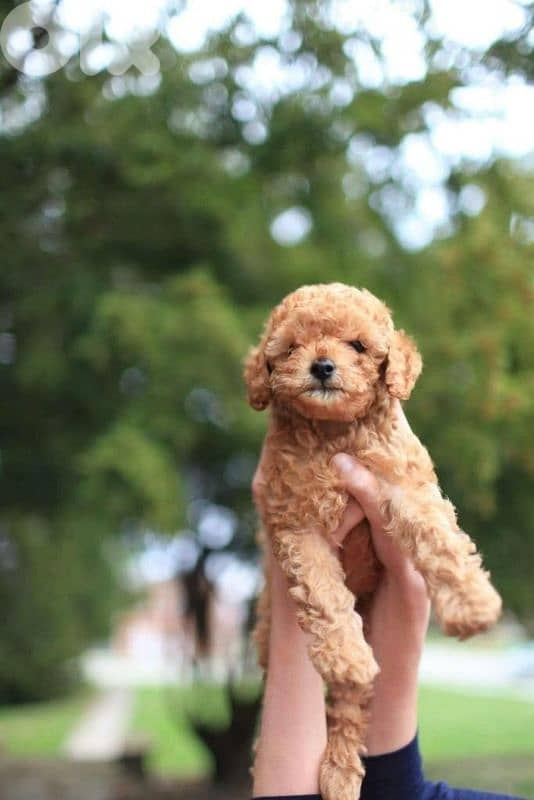 Perfect Companion! Toy Poodle Puppies Available/ dog كلاب 0