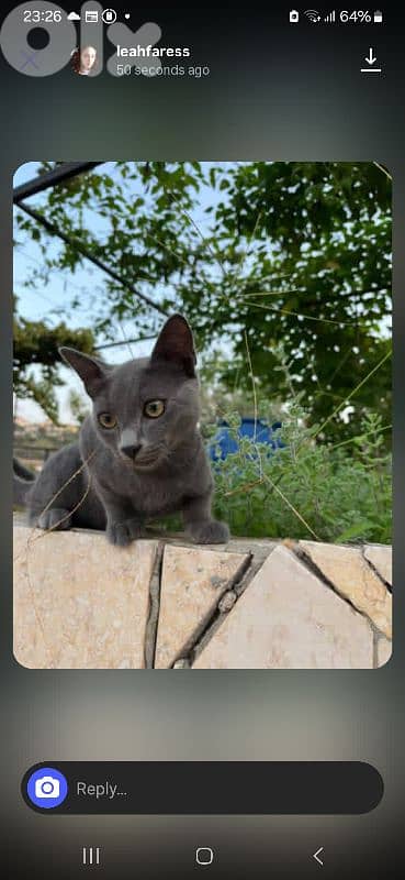 smart cat 0