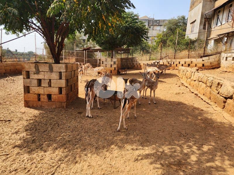 fallow deers 4