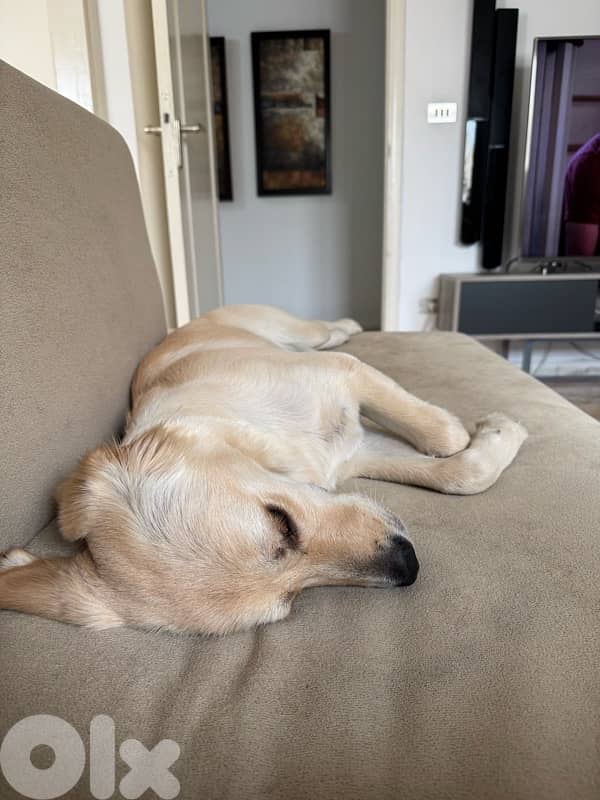 Golden Retriever 0