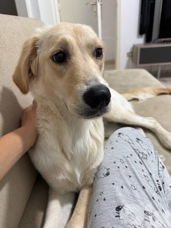 Golden Retriever 1