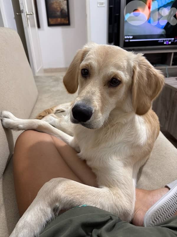 Golden Retriever 2