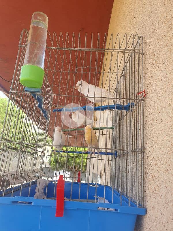 كنارات تفقيس بيت 0