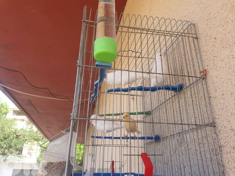 كنارات تفقيس بيت 1