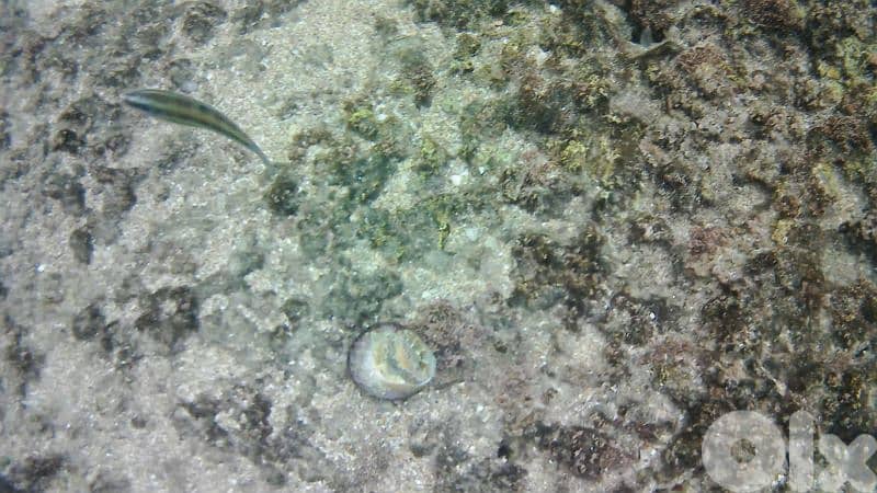 *Used* COOAU Action Camera 3