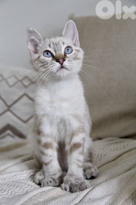 Snow Bengal Kitten Cat Adorable Imported 0