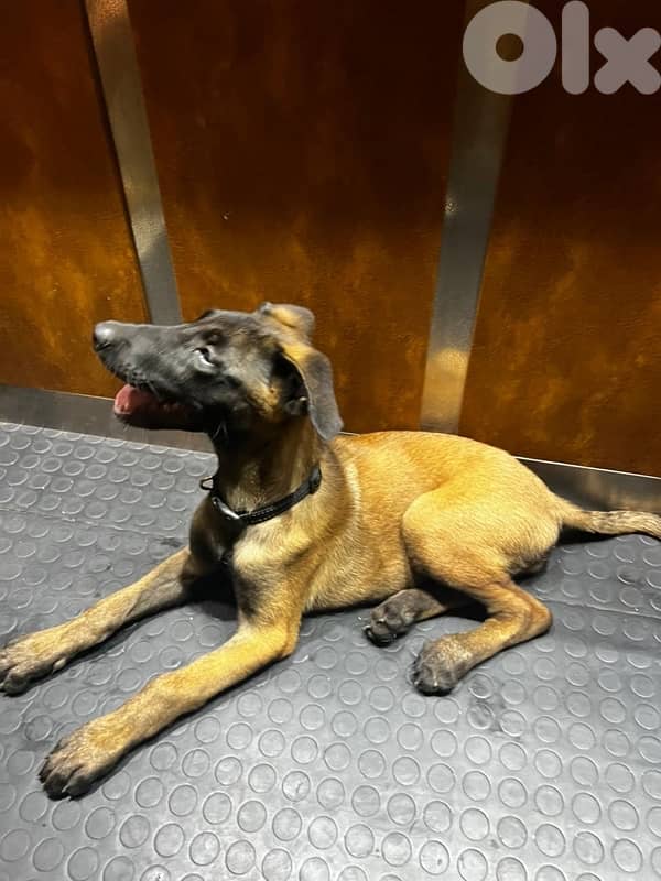 dog for sale كلب للبيع 0