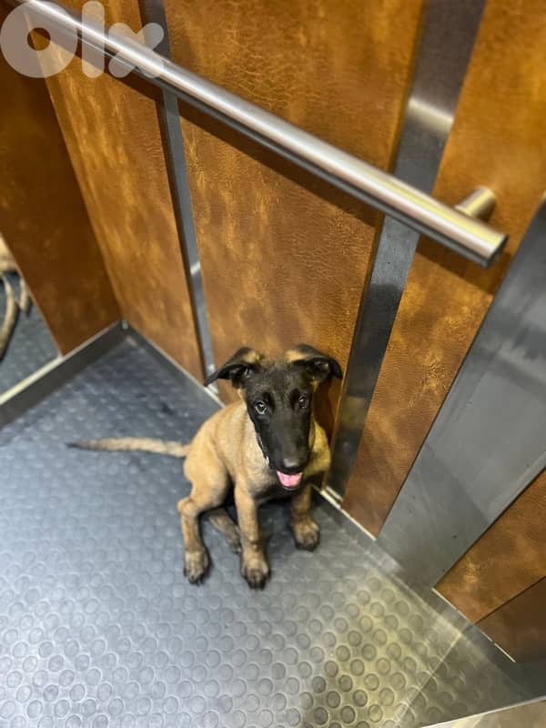 dog for sale كلب للبيع 1
