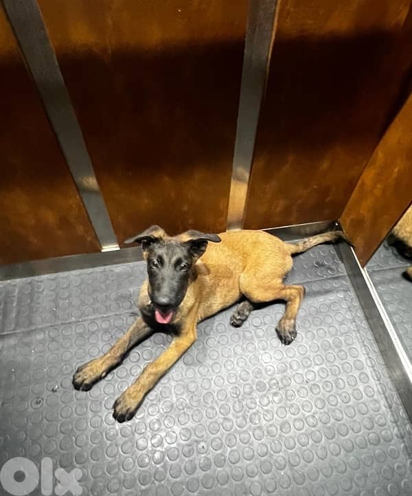 dog for sale كلب للبيع 2