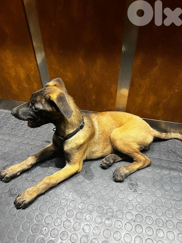dog for sale كلب للبيع 3