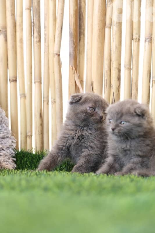 Scottish Fold 0