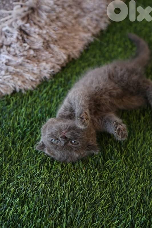 Scottish Fold 1