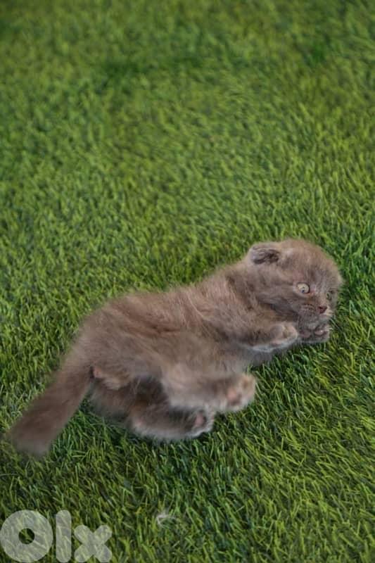 Scottish Fold 2