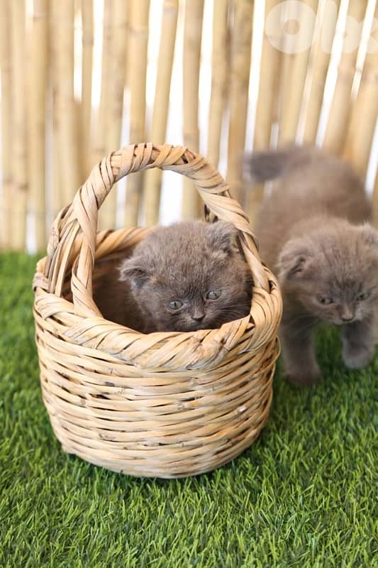 Scottish Fold 3