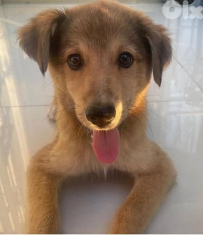for adoption