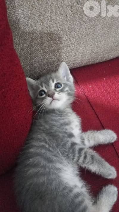 الضاحية رويس