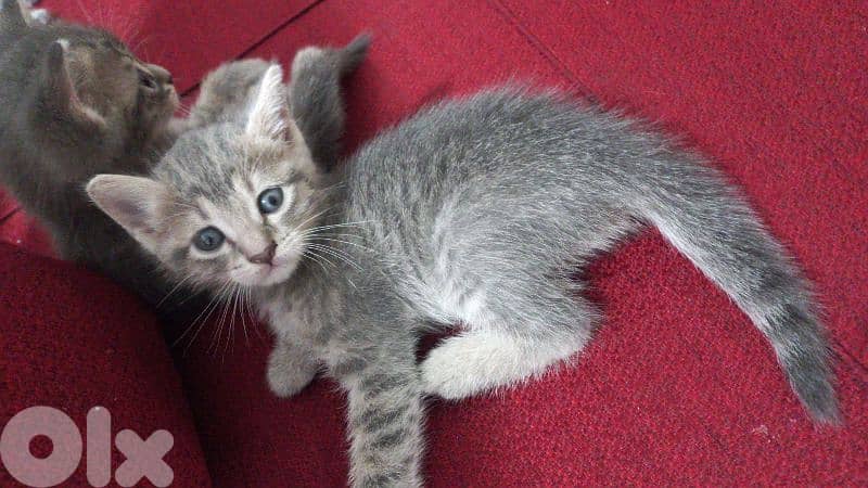 الضاحية رويس 1