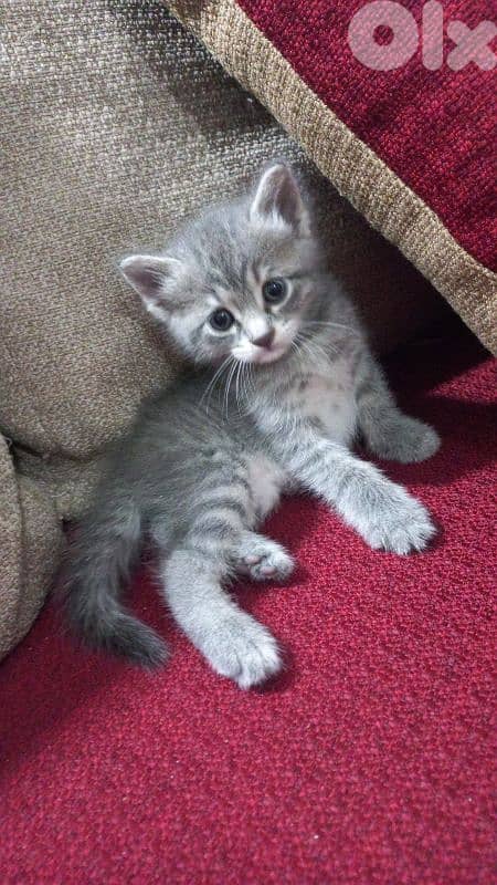 الضاحية رويس 2