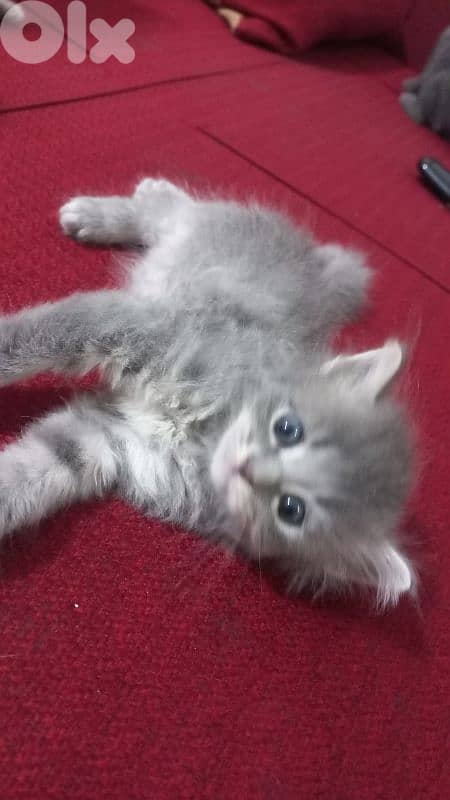 الضاحية رويس 3