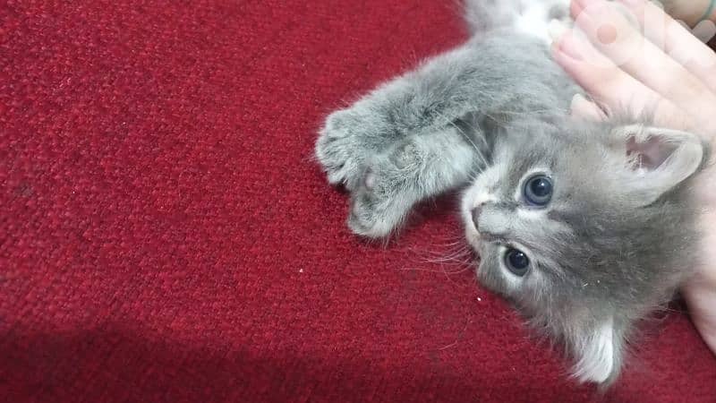 الضاحية رويس 4