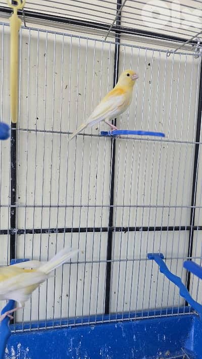 Canary birds