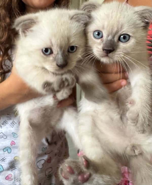 Himalayan Kittens 0