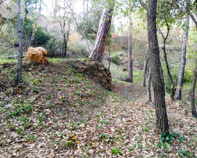 A piece of land 800SQM inside nature In Hamana REF#HR115819 2