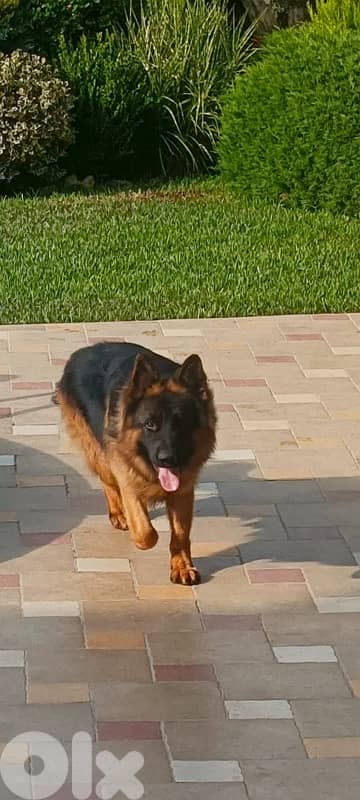 Pure Breed German shepherd puppies for sale 0