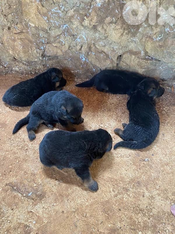 Pure Breed German shepherd puppies for sale 1
