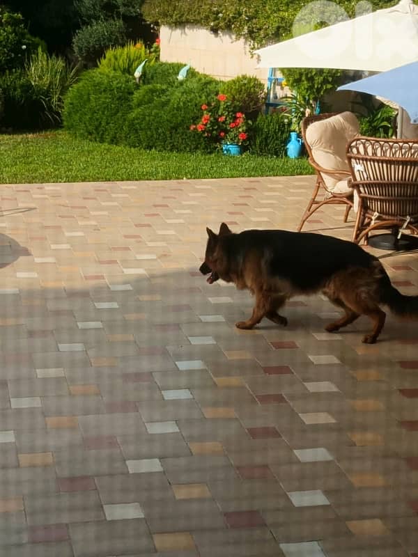 Pure Breed German shepherd puppies for sale 2