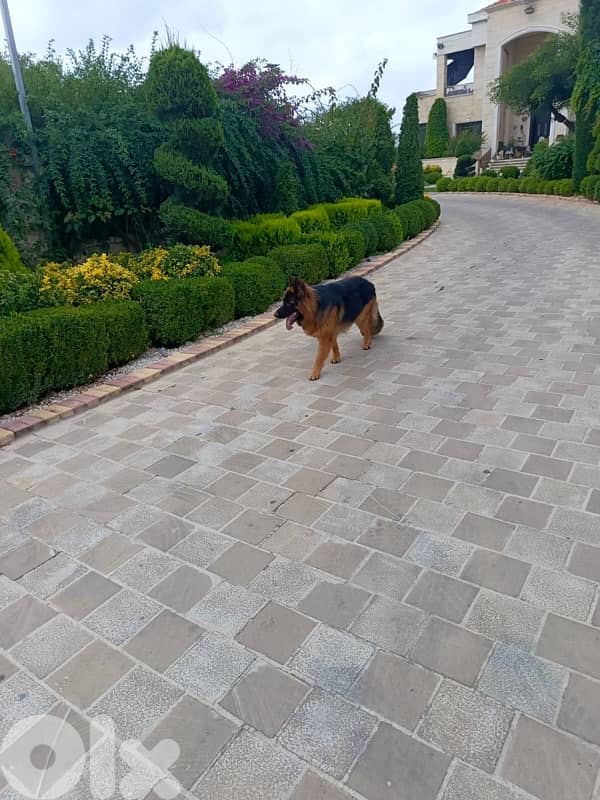 Pure Breed German shepherd puppies for sale 3
