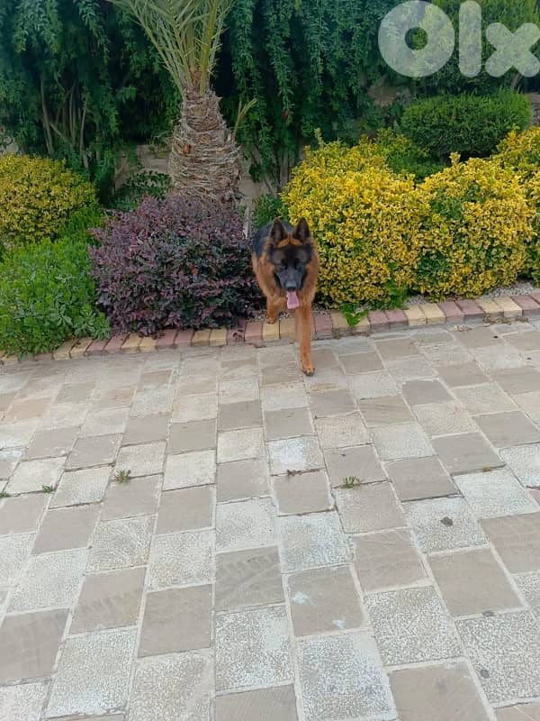 Pure Breed German shepherd puppies for sale 4