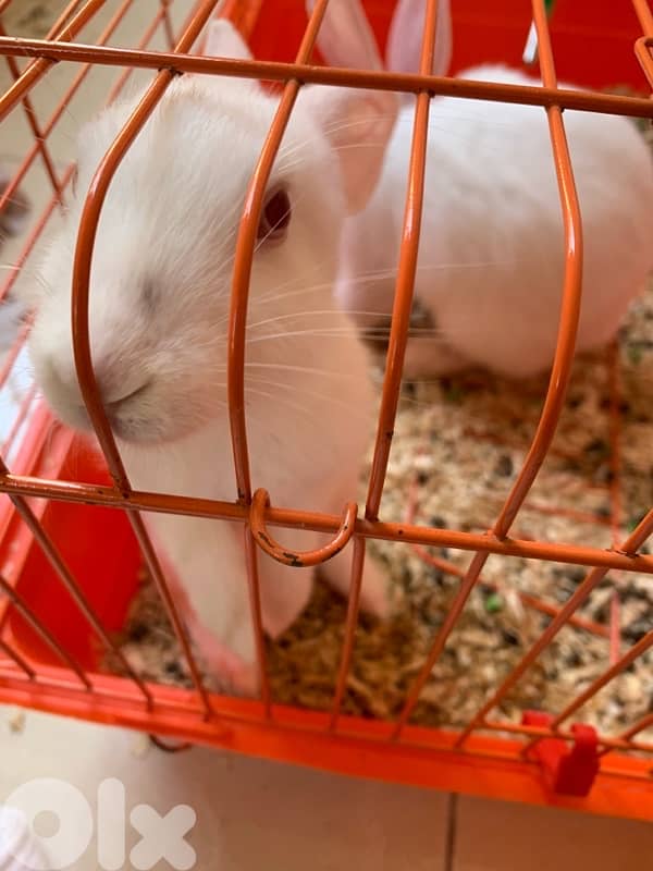 rabbits 2