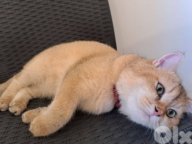 British Golden Chinchilla 3