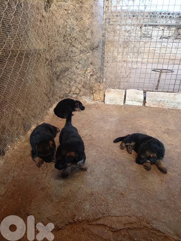 Pure Breed German shepherd puppies for sale 5