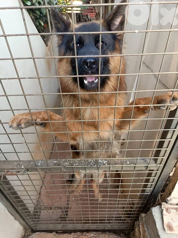 Pure Breed German shepherd puppies for sale 6